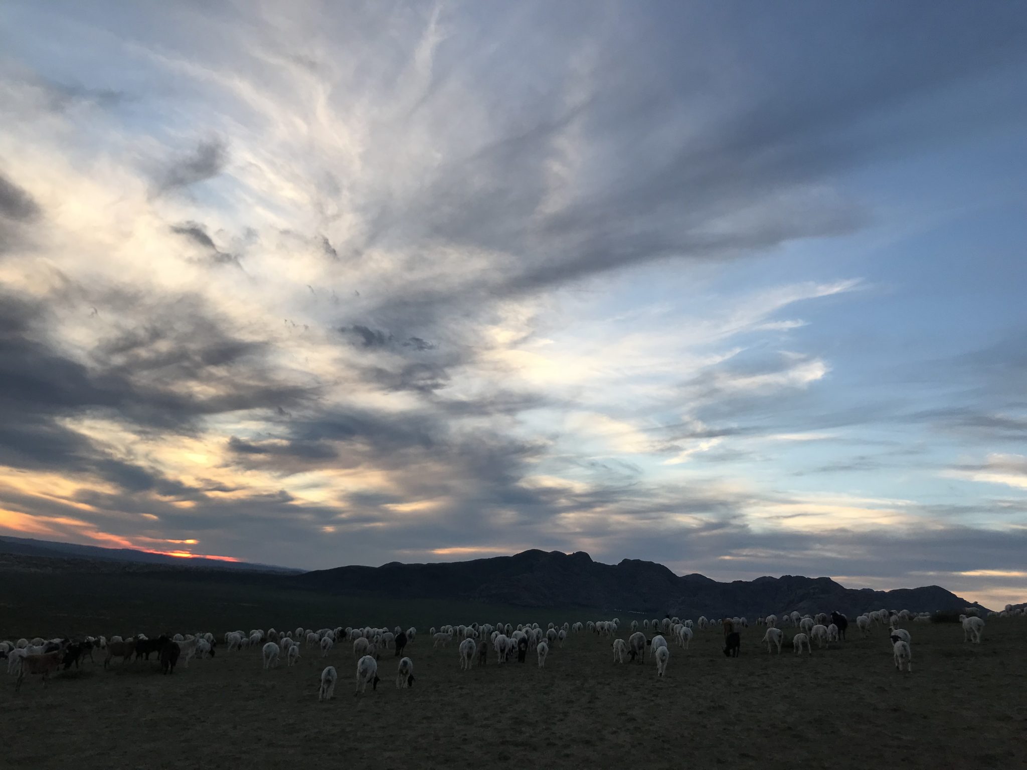 Sheep and goat herds roaming during sunset mongolian ecotourism